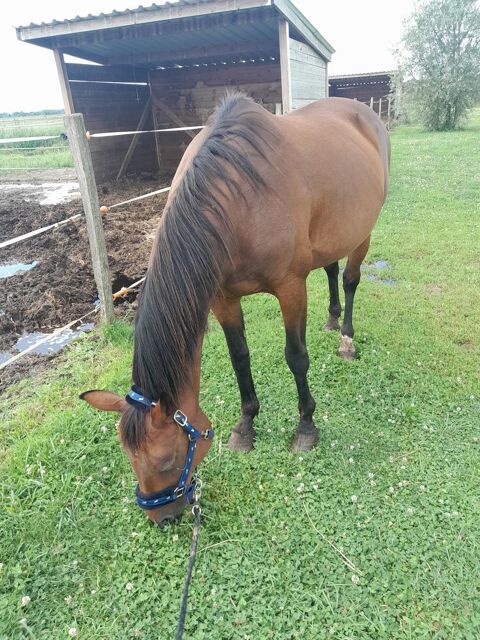 jument TF 850 77430 Champagne-sur-seine