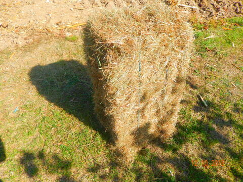 Petites bottes de foin excellente 2025 3 17610 Chaniers