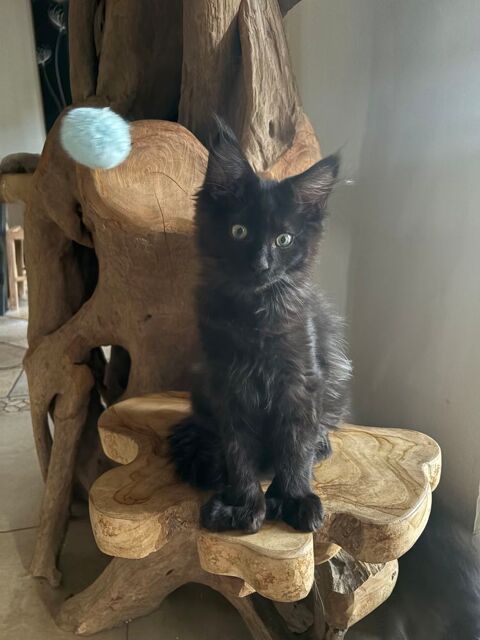 Chaton Maine Coon polydactyle 1500 67260 Keskastel