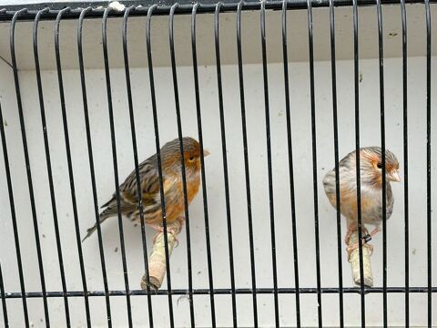 Couple de canaris agathe mozaic rouge 45 77310 Saint-fargeau-ponthierry