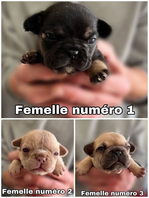 Superbes chiots bouledogues français 1300 92100 Boulogne-billancourt