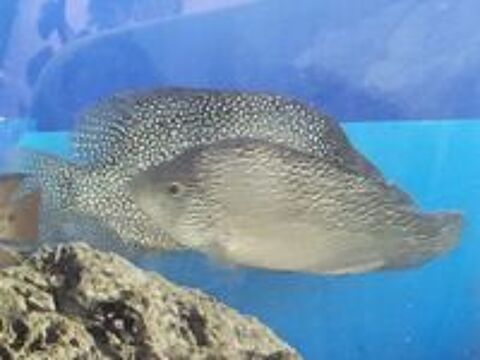   cichlides americains texas   cpl adulte 22 et 17cm 