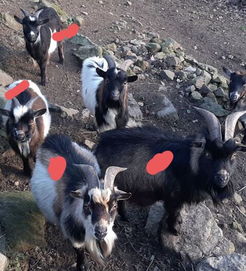 Magnifiques boucs nains 50 61430 M�nil-hubert-sur-orne