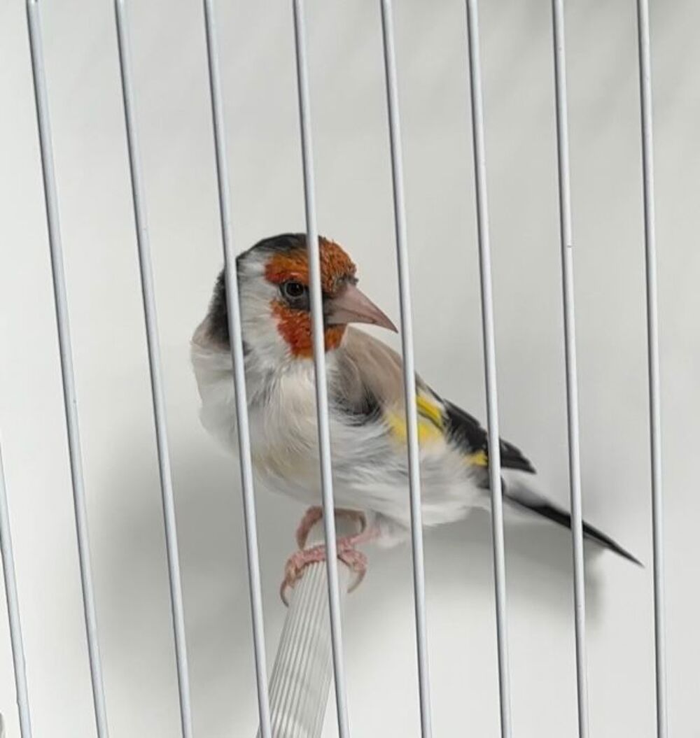   Canari major 
