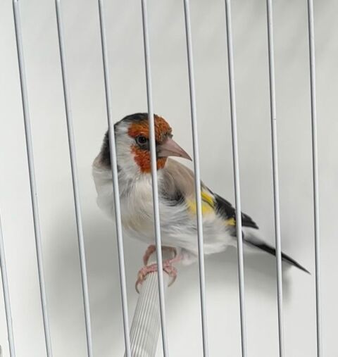 Canari major 120 77000 Melun