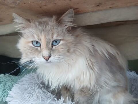 BELLA 115 95420 Saint-gervais