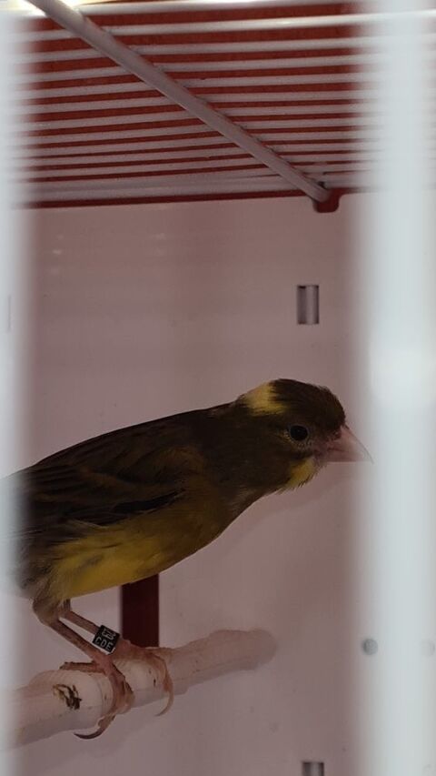 Canaris 65 33860 Marcillac