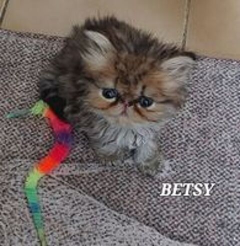   Magnifiques chatons Persans  