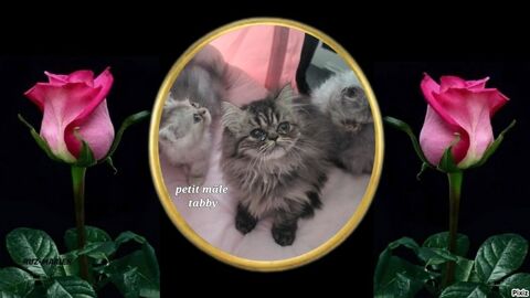 Chatons persans 550 07290 Quintenas