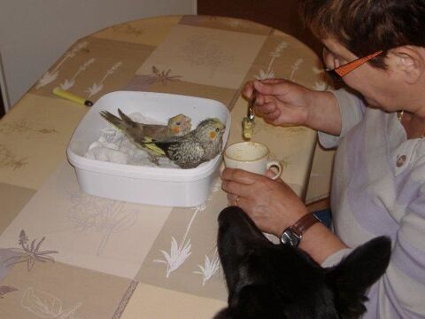 . couple de callopsitte élever main male très chanteur 150 32330 Gondrin