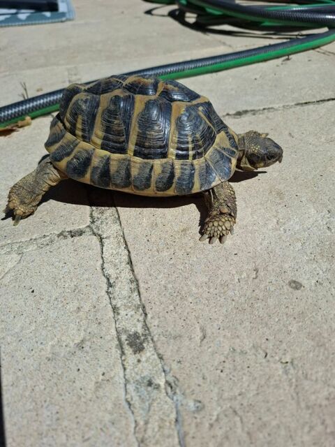 Tortue m&acirc;le 8 ans 70 34000 Montpellier