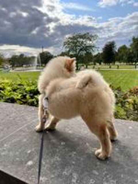   Chiot chow chow 
