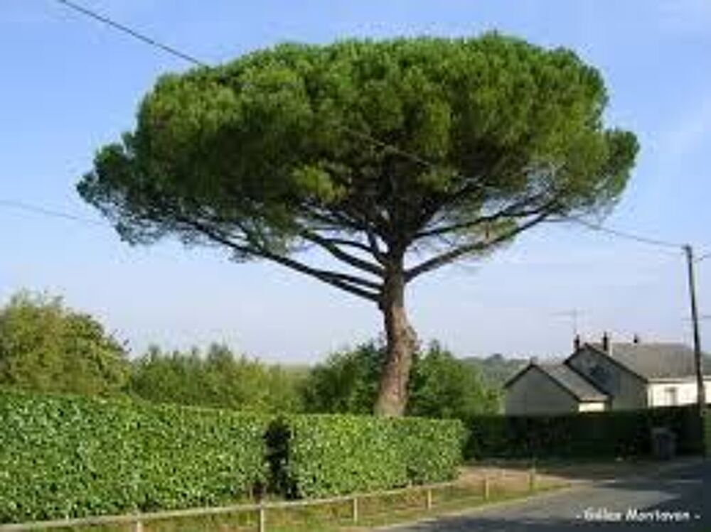 1 plant de pin parasol Jardin