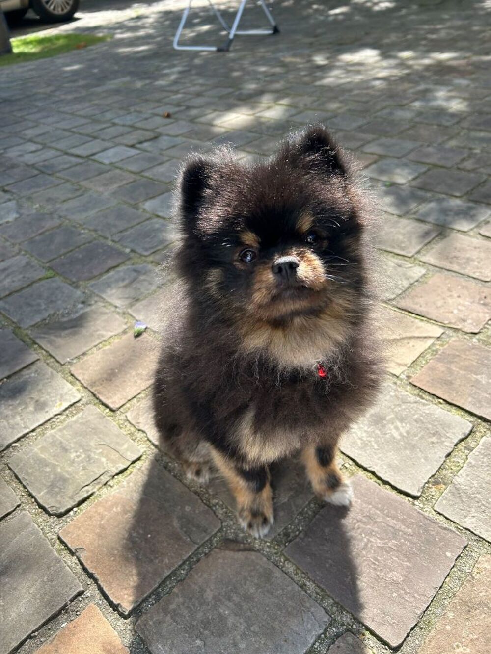   Loulou de pomranie (Spitz nain) pour sallie 