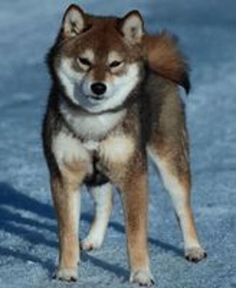   Shiba Inu LOF d'exception – Prestigieuses origines japonaises – Hautes lignées – Beauté, caractère et qualité 