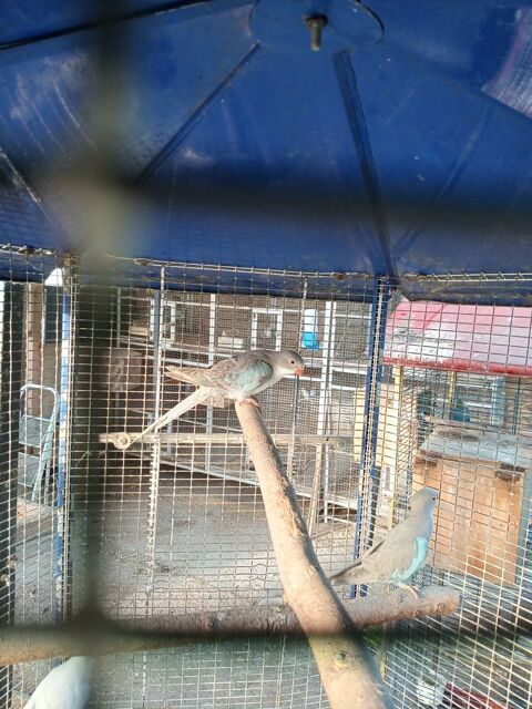 perruche princesse de Galles 90 79400 Azay-le-brl