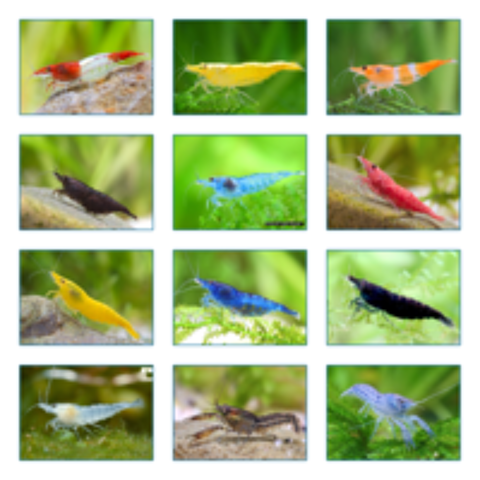   GUPPYS PLATYS MOLLY XYPHOS CREVETTES 