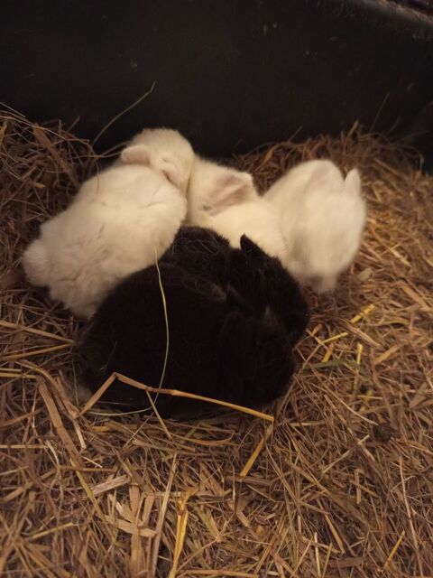 Lapin nain 15 15210 Ydes