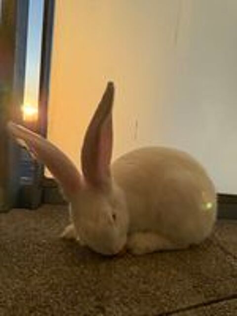   Lapin géant ? 6 mois ? en excellente santé + accessoires 