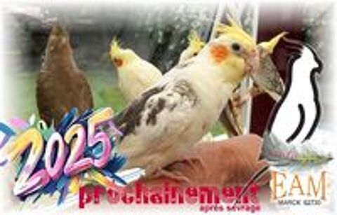   Grandes perruches EAM Calopsittes 