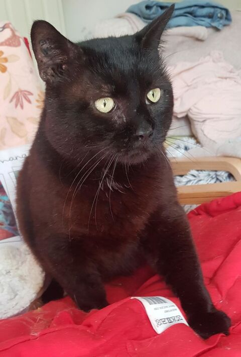 NION CHAT NOIR 7 ANS 195 92260 Fontenay-aux-roses