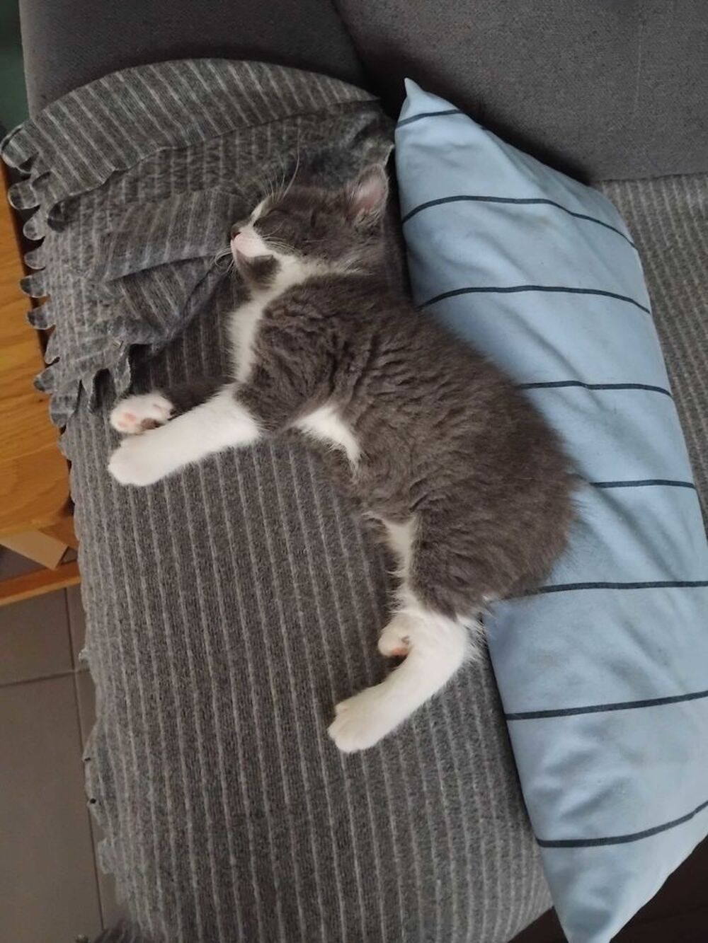 donne chatons contre bon soin 