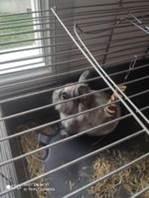   Lapin angora gris clair. 