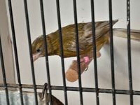   FEMELLES  CANARIS RAZAS 