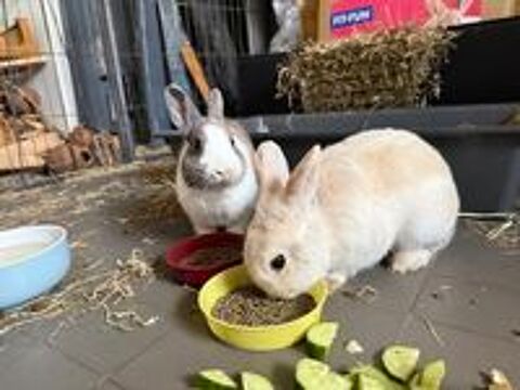   Caiuspupus et Coca, lapins nains à adopter 