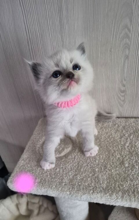 Chatons Ragdoll LOOF a r&eacute;serv&eacute; 1300 54400 Longwy