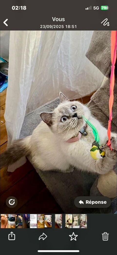 Magnifique scottish straight point 0 75011 Paris