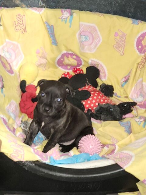 Staffie femelle noir bringer disponible de suite 1200 24750 Champcevinel