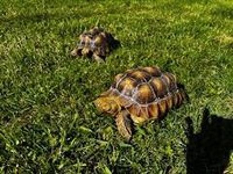   2 tortues centrochelys sulcata .
