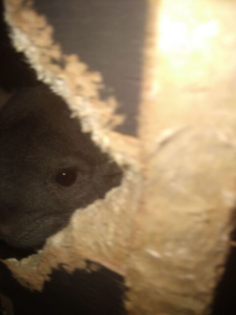 2 chinchillas femmelle 100 02410 Saint-gobain