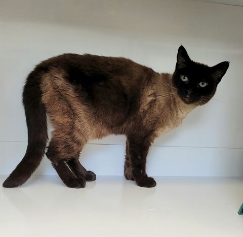 ABEILLE, siamoise 8 ans 100 34500 Bziers