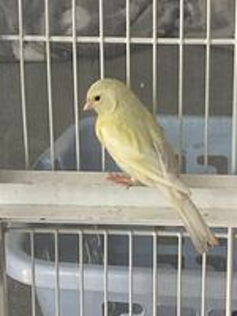   Canaris  