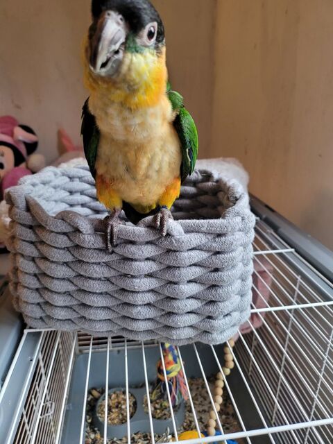 Ca&iuml;ques 500 51000 Ch�lons-en-champagne