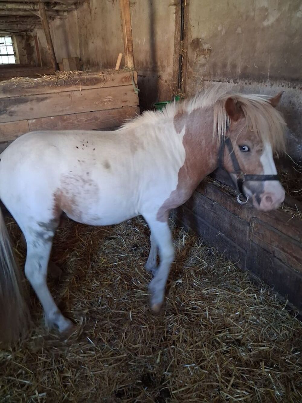   Poney 