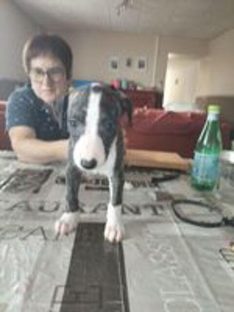   de whippet 
