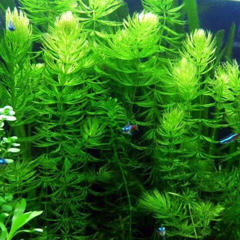 ceratophyllum
plante d'aquarium d eau douce 69380 Les chres