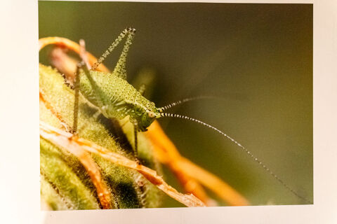 Photographie de sauterelle (3) 15 Villerupt (54)