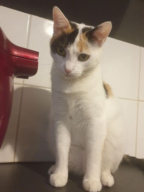 Shiva adorable minette  150 76220 Ferrires-en-bray