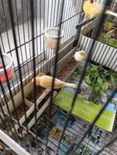   Couple reproducteur canaris  