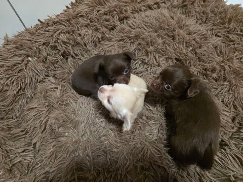 Bebe chihuahua poile long chocolat 0 78130 Les mureaux