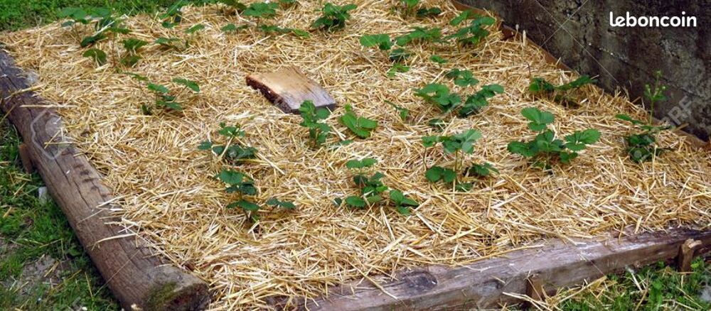 Paillage Jardin