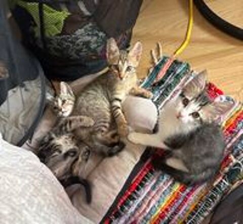   3 adorables chatons angora turc / short hair ? 
