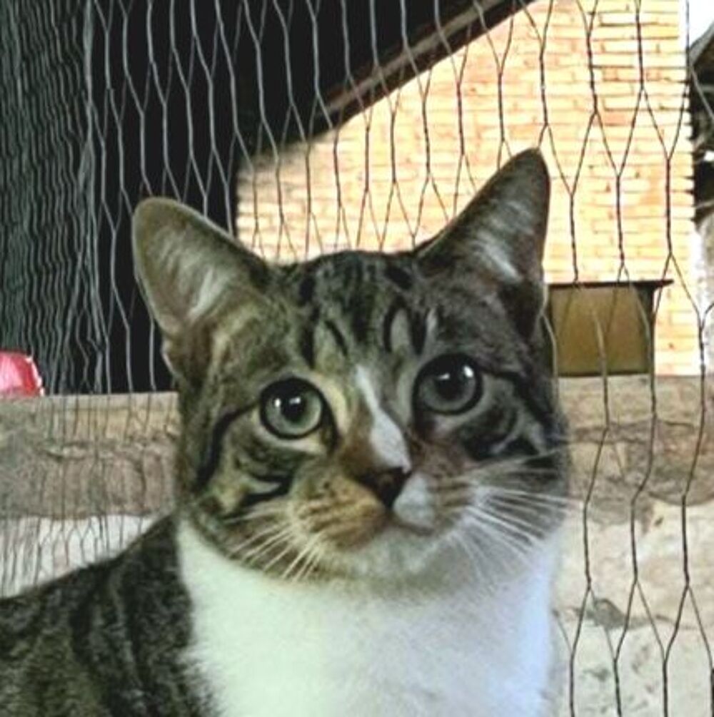   TOM 