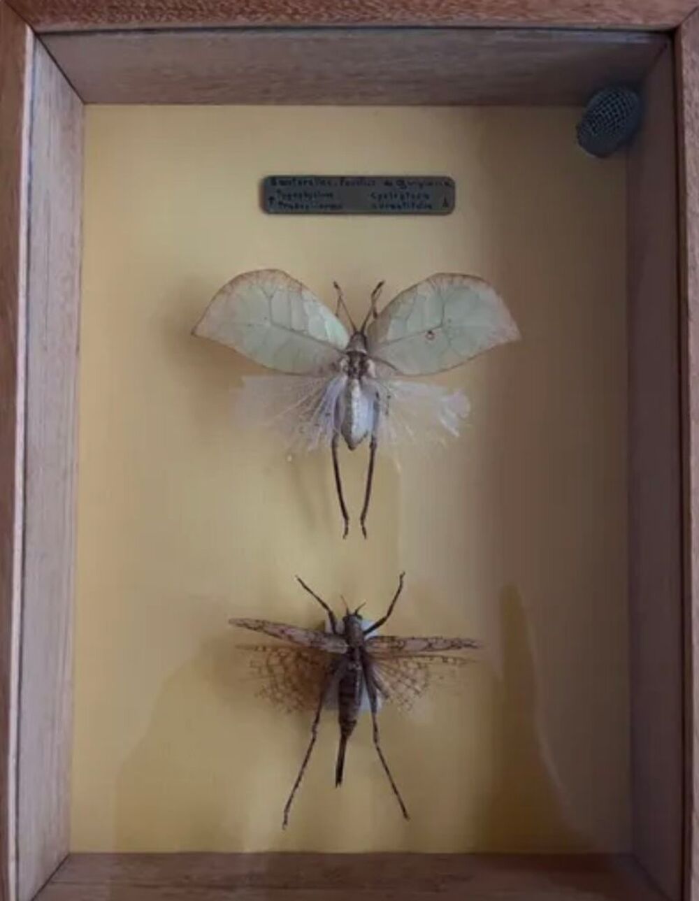 2 insectes dans un encadrement bois Décoration