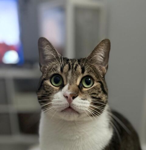 SIMBA 220 27620 Gasny