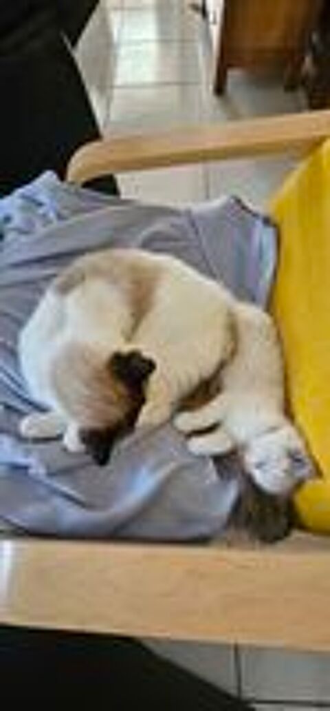   A RESERVER chatons Ragdoll 